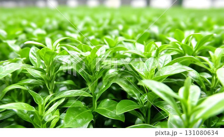 Lush Greenery: A Dense Field of Vibrant Seedlings Under Soft, Di 131080634