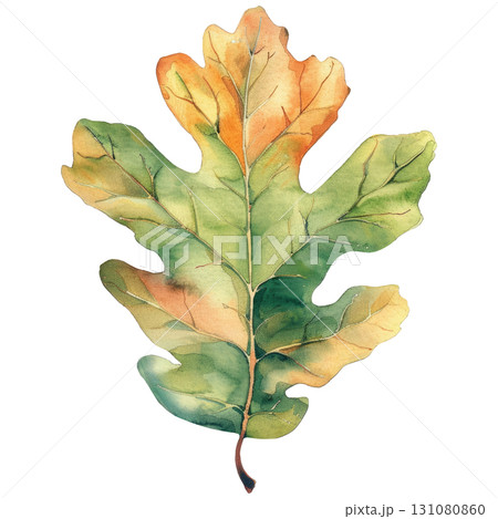 Classic oak leaf in watercolor style showing seasonal change, isolated on white background. Great for harvest themes or Thanksgiving design projects 131080860