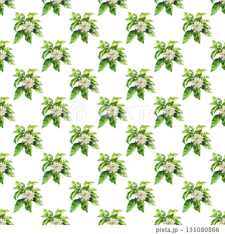 Bergamot flower seamless watercolor pattern with delicate petals and citrus accents. White background design for botanical branding and packaging 131080866