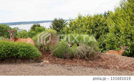 deer fallow wild animal. deer fallow brown color. photo of deer fallow outdoor. deer fallow deer fallow wild animal. deer fallow brown color. photo of deer fallow outdoor. deer fallow 131081019