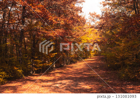 Autumn Leaves Path Forest: Sunlit woodland trail showcasing vibrant fall foliage during autumn. 131081093