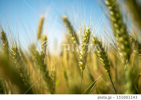 A field of wheat with a blue sky in the background 131081143