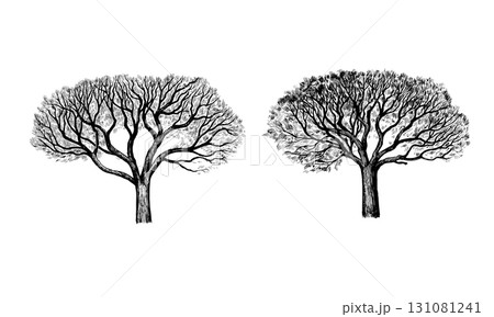 Marula tree, Sclerocarya birrea, black and white illustration isolated on white background. Marula tree, Sclerocarya birrea, black and white illustration isolated on white background. 131081241