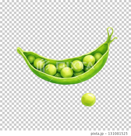 Fresh green peas in pod watercolor illustration on black background 131081525