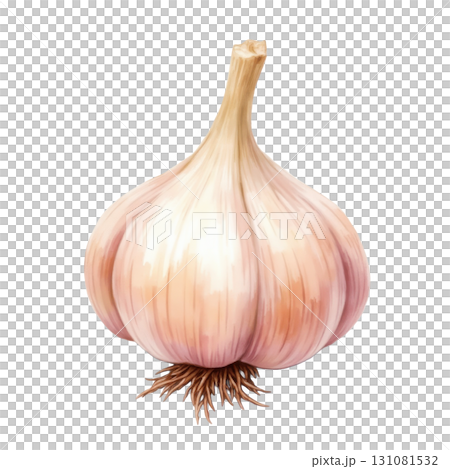 Isolated garlic bulb illustration perfect for culinary themes and recipes 131081532