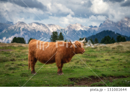 Scottish Highland cow with long horns standing on alpine meadow 131081644