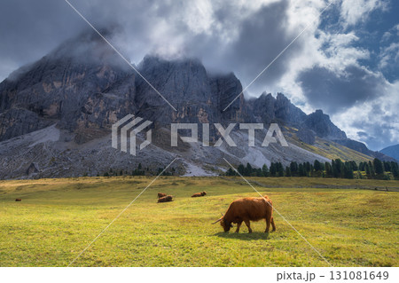 Two Scottish Highland cows grazing on alpine meadow near mountain Two Scottish Highland cows grazing on alpine meadow near mountain 131081649