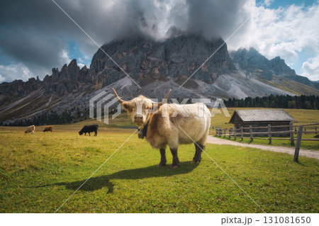Scottish Highland cow standing on alpine meadow in mountains Scottish Highland cow standing on alpine meadow in mountains 131081650