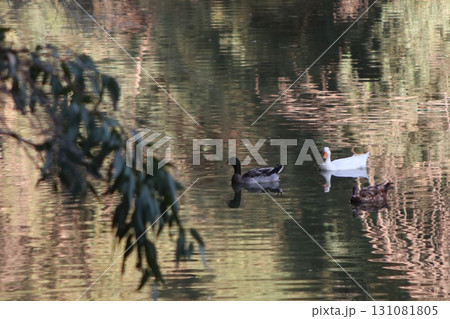 Many different wild birds swim in a freshwater pond: ducks, geese, storks, cormorants, mallards, northern shovelers, Eurasian teals, Eurasian coots, egrets, and herons. The background is in a park. 131081805