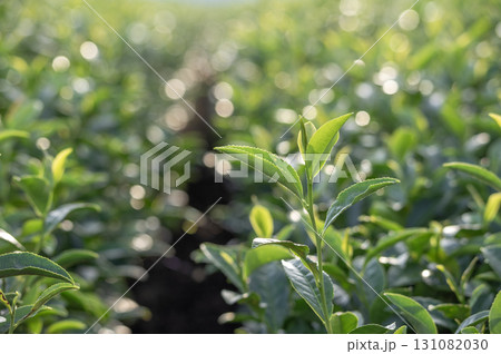逆光に照らされる狭山茶畑の茶葉 131082030