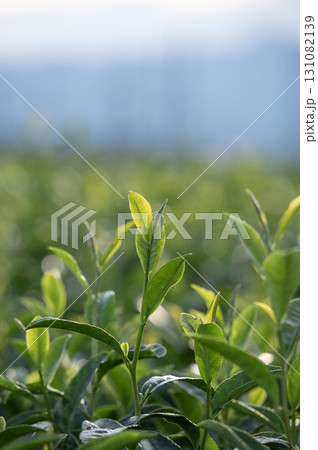 逆光に照らされる狭山茶畑の茶葉 131082139