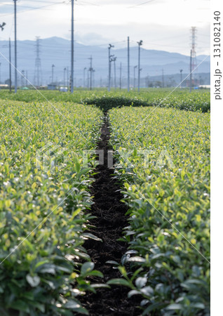 狭山市茶畑の風景 131082140
