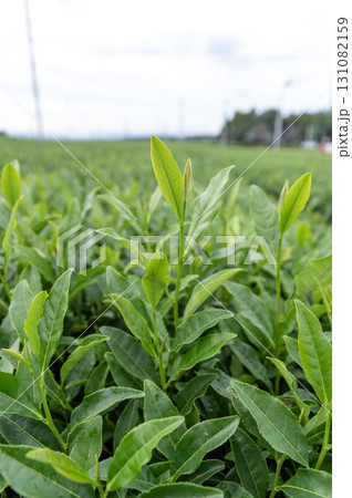 狭山市茶畑の風景 131082159