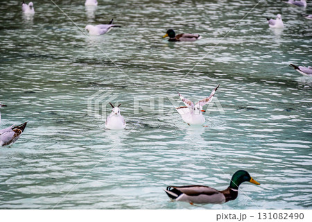 A group of pigeons cooling off and fluttering in the water of Lake Sabadell in Catalunya Park. 131082490