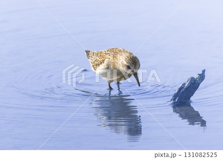 レンコン畑で餌を探すウズラシギ レンコン畑で餌を探すウズラシギ 131082525