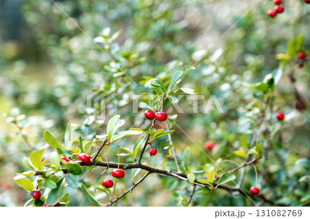 Bunch of bright red berries on a green bush with foliage in sharp focus against a natural background 131082769