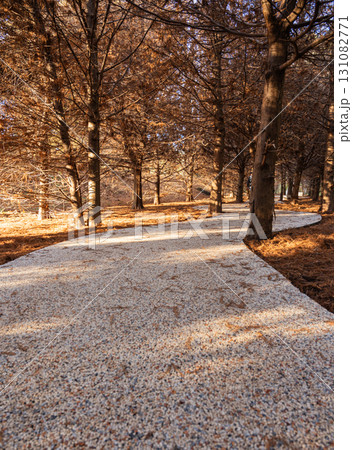 Curved gravel path winding through a forest of bare autumn trees, warm natural light Curved gravel path winding through a forest of bare autumn trees, warm natural light 131082771