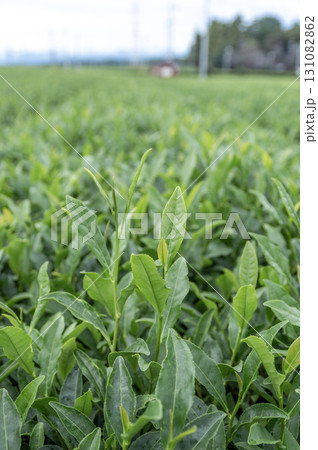 狭山市茶畑の風景 狭山市茶畑の風景 131082862