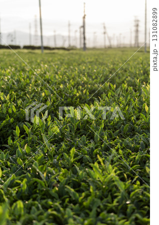 狭山市茶畑の風景 狭山市茶畑の風景 131082899