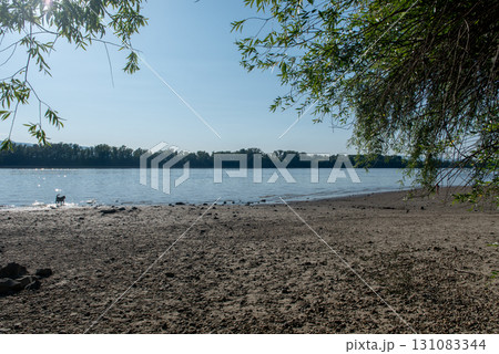 Dog on the bank of a wide river at sunset. 131083344