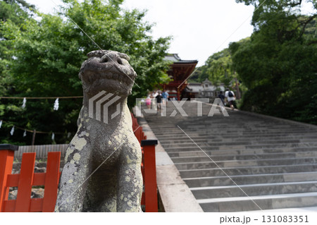 鶴岡八幡宮 石段と狛犬 鶴岡八幡宮 石段と狛犬 131083351