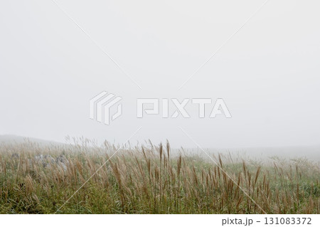 秋(9月中旬)の四国カルスト。天狗高原の駐車場から見た景色。ススキが生えている。	 131083372