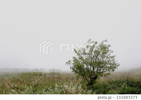 秋(9月中旬)の四国カルスト。天狗高原の駐車場から見た景色。ススキが生えている。	 秋(9月中旬)の四国カルスト。天狗高原の駐車場から見た景色。ススキが生えている。	 131083373