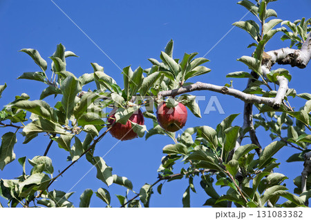 収穫期を迎えたりんごの木 131083382