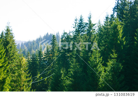 Green coniferous forest at spring, summer. Spruce trees deep in a dark woods in the morning light. Lush vegetation in national park. Wild nature landscape background without people. Shady thickets. Green coniferous forest at spring, summer. Spruce trees deep in a dark woods in the morning light. Lush vegetation in national park. Wild nature landscape background without people. Shady thickets. 131083619