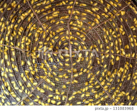 Round bamboo basket for raising silkworm larvae, divided into spiral compartments. It contains a yellow silk cocoon. 131083968