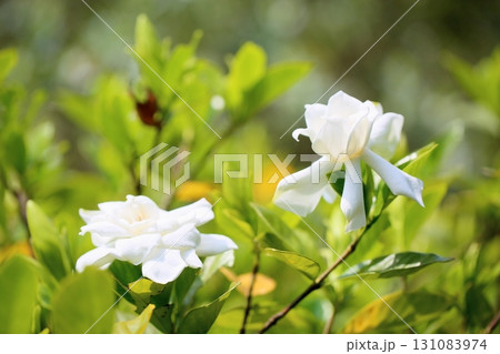 爽やか クチナシの花 爽やか クチナシの花 131083974