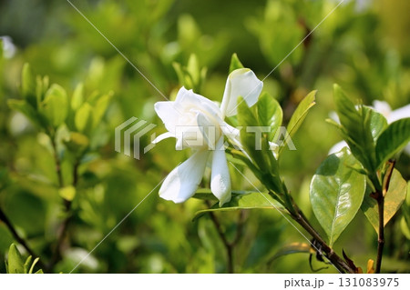 爽やか　クチナシの花 131083975
