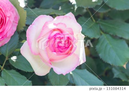 バラ(ピエール・ドゥ・ロンサール) バラ(ピエール・ドゥ・ロンサール) 131084314