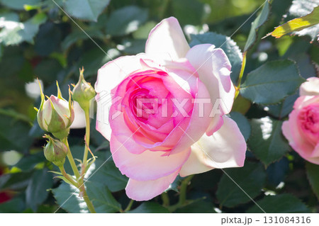 バラ（ピエール・ドゥ・ロンサール） 131084316