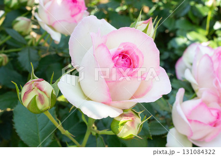 バラ(ピエール・ドゥ・ロンサール) バラ(ピエール・ドゥ・ロンサール) 131084322