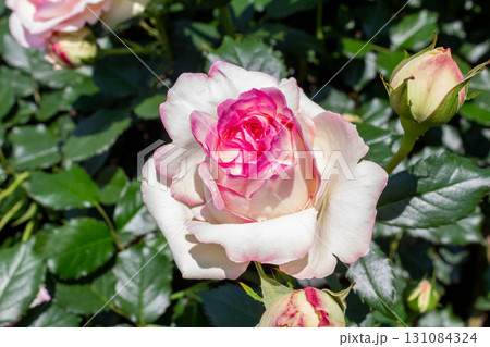 バラ(ピエール・ドゥ・ロンサール) バラ(ピエール・ドゥ・ロンサール) 131084324