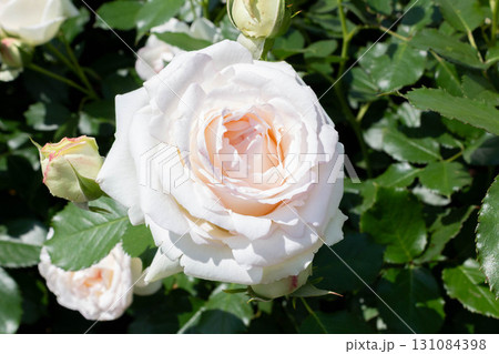 バラ(ブラン・ピエール・ドゥ・ロンサール) バラ(ブラン・ピエール・ドゥ・ロンサール) 131084398