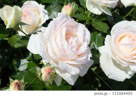 バラ（ブラン・ピエール・ドゥ・ロンサール） 131084405