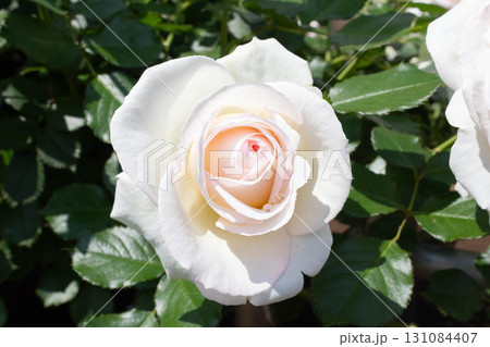 バラ(ブラン・ピエール・ドゥ・ロンサール) バラ(ブラン・ピエール・ドゥ・ロンサール) 131084407