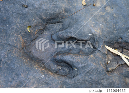 Top view of dinosaur footprints Three-toed predatory species Carved in black natural stone. Top view of dinosaur footprints Three-toed predatory species Carved in black natural stone. 131084485