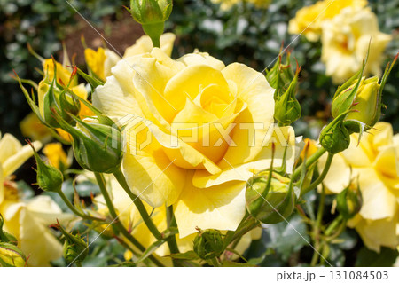 バラ（サン・フレーア） 131084503