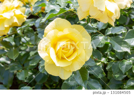 バラ(サン・フレーア) バラ(サン・フレーア) 131084505