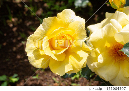 バラ(サン・フレーア) バラ(サン・フレーア) 131084507