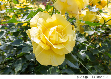 バラ（サン・フレーア） 131084508