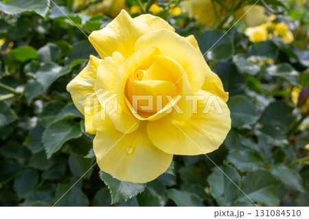 バラ(サン・フレーア) バラ(サン・フレーア) 131084510