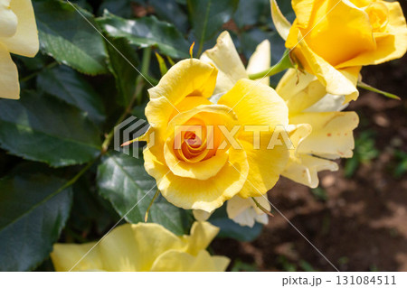 バラ(サン・フレーア) バラ(サン・フレーア) 131084511