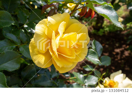 バラ(サン・フレーア) バラ(サン・フレーア) 131084512