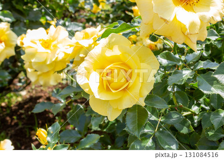 バラ(サン・フレーア) バラ(サン・フレーア) 131084516