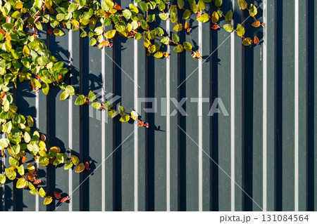 Leaves and Shadows Intertwine on Green Corrugated Leaves and Shadows Intertwine on Green Corrugated 131084564