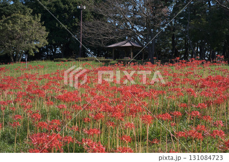 吉野公園に咲く彼岸花 131084723